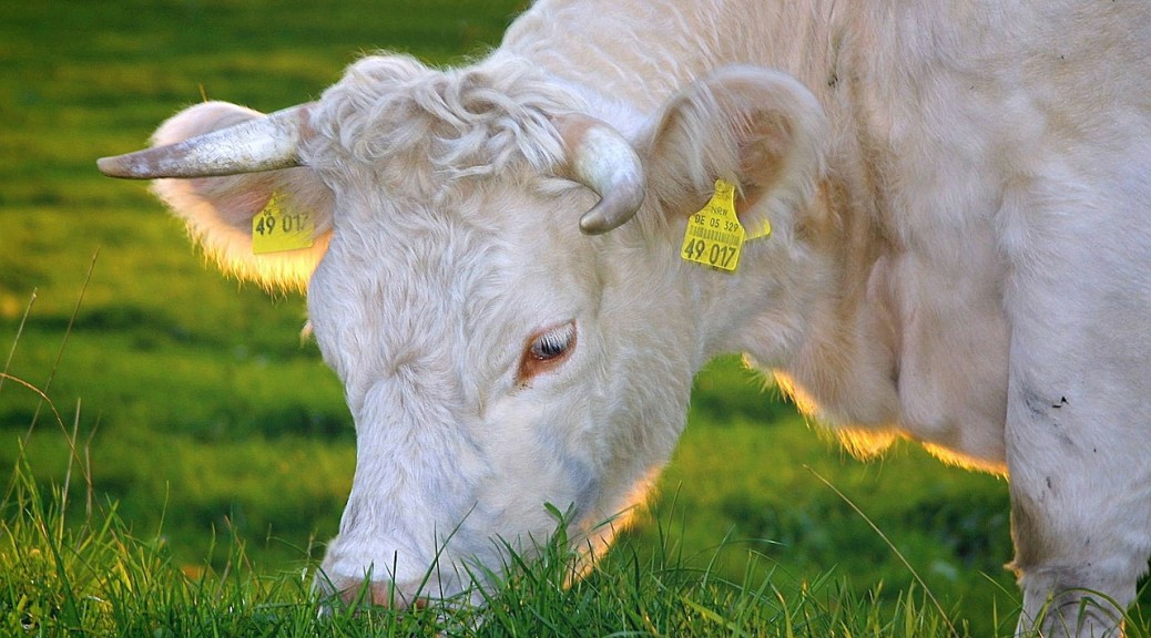 Animal Behaviour and Welfare course on Coursera